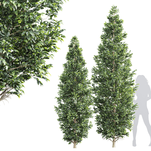 New Tree High detail Carpinus Betulus Bush