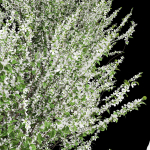 New Tree High detail Prunus Spinosa Bloom