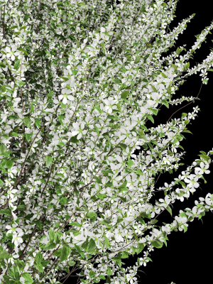 new-tree-high-detail-prunus-spinosa-bloom-3d-model-max-obj-fbx-ma-blend-mat