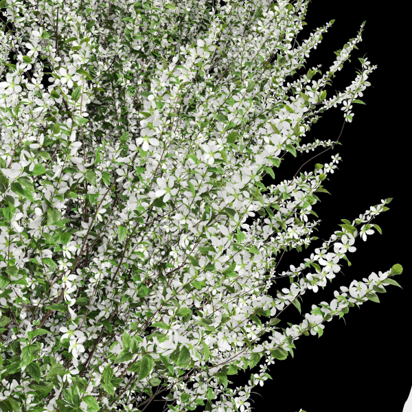 New Tree High detail Prunus Spinosa Bloom