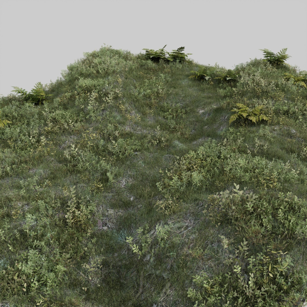 nordic forest plants A collection