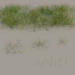 nordic forest plants A collection