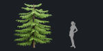 Norfolk Island pine vol 36-Blender