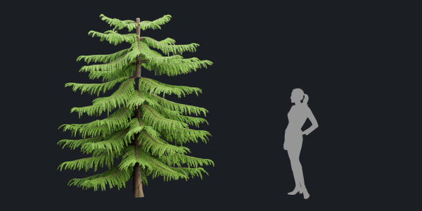 Norfolk Island pine vol 36-Blender