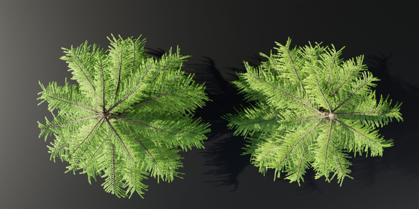 Norfolk Island pine vol 36-Blender
