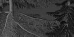 Norfolk Island pine vol 36-Blender