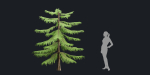 Norfolk Island pine vol 36-Blender