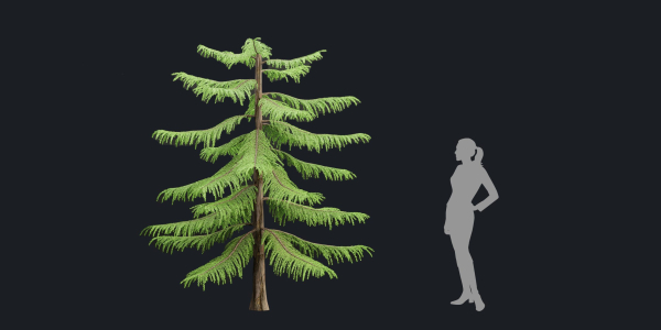 Norfolk Island pine vol 36-Blender