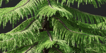 Norfolk Island pine vol 36-Blender