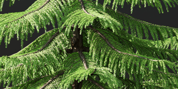 Norfolk Island pine vol 36-Blender
