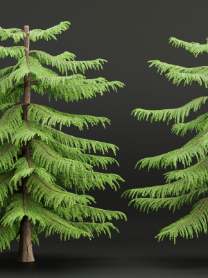 Norfolk Island pine vol 36-Blender