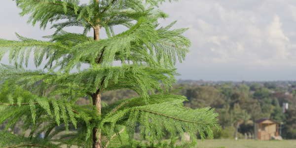 Norfolk pine vol 33-Blender