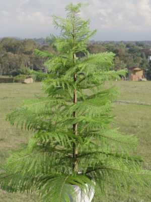 norfolk-pine-vol-33-blender-3d-model-9411fa9642