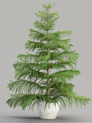Norfolk pine vol 33-Blender