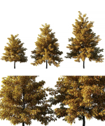 Nyssa sylvatica autumn
