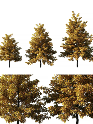 Nyssa sylvatica autumn