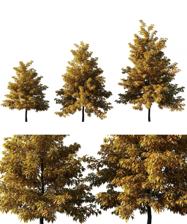Nyssa sylvatica autumn