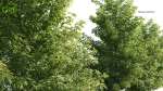 Nyssa sylvatica tree