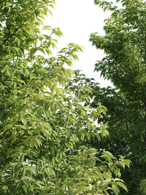 nyssa-sylvatica-tree-3d-model-low-poly-max