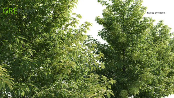 Nyssa sylvatica tree
