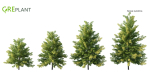 Nyssa sylvatica tree