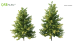 Nyssa sylvatica tree