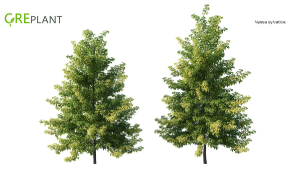 Nyssa sylvatica tree