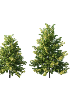 Nyssa sylvatica tree