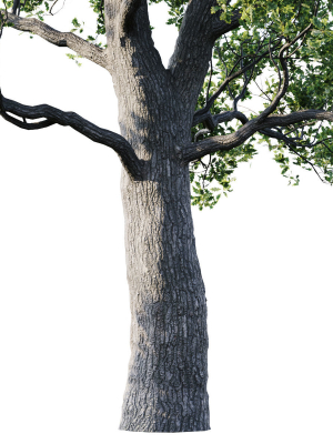 oak-25m-3d-model-54e6c86104