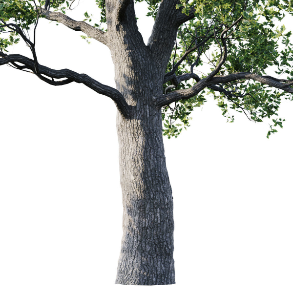 Oak 25m
