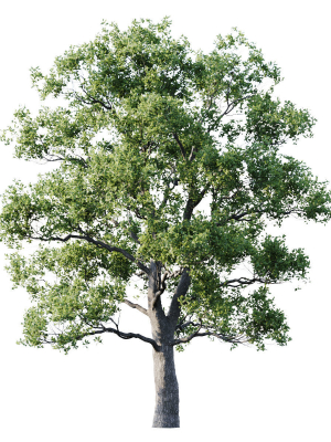 Oak 25m