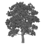 Oak 25m