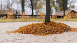 Oak Leaf Pile