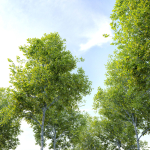 Oak tree