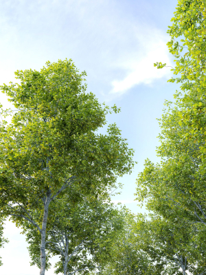 oak-tree-3d-model-max-fbx-mat