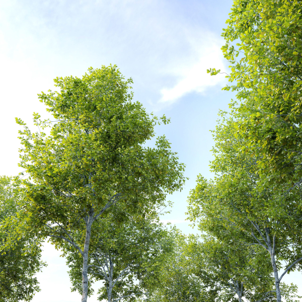 Oak tree