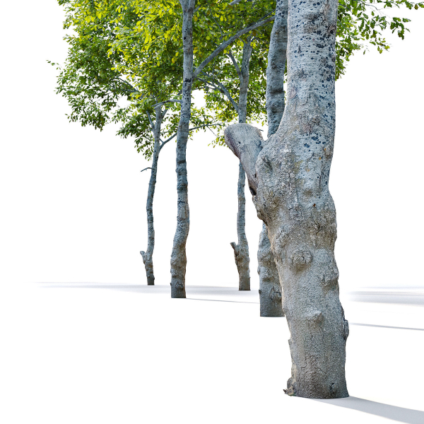 Oak tree