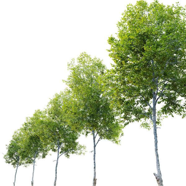 Oak tree