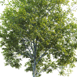 Oak tree