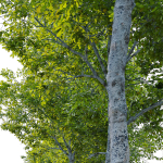 Oak tree