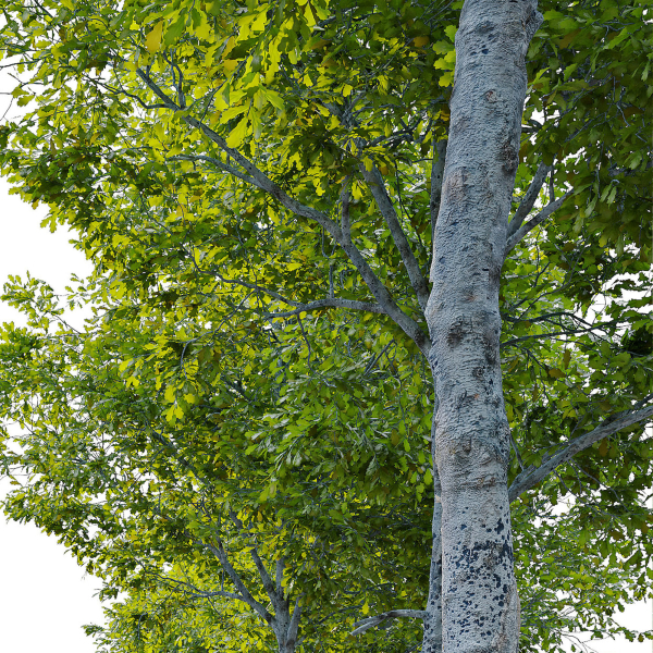 Oak tree