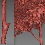 Oak tree