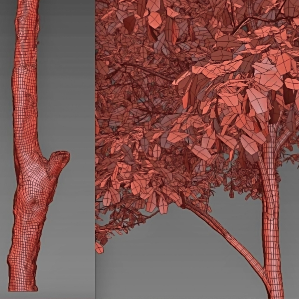 Oak tree