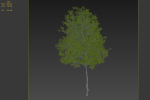 Oak tree