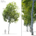 Oak tree