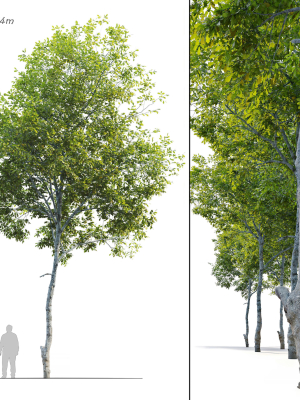 Oak tree