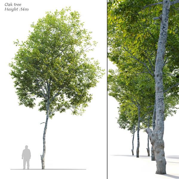 Oak tree