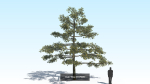 Oak Tree 6 in 1 Pack PBR