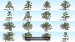 Oak Tree 6 in 1 Pack PBR
