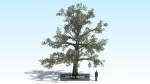 Oak Tree 6 in 1 Pack PBR